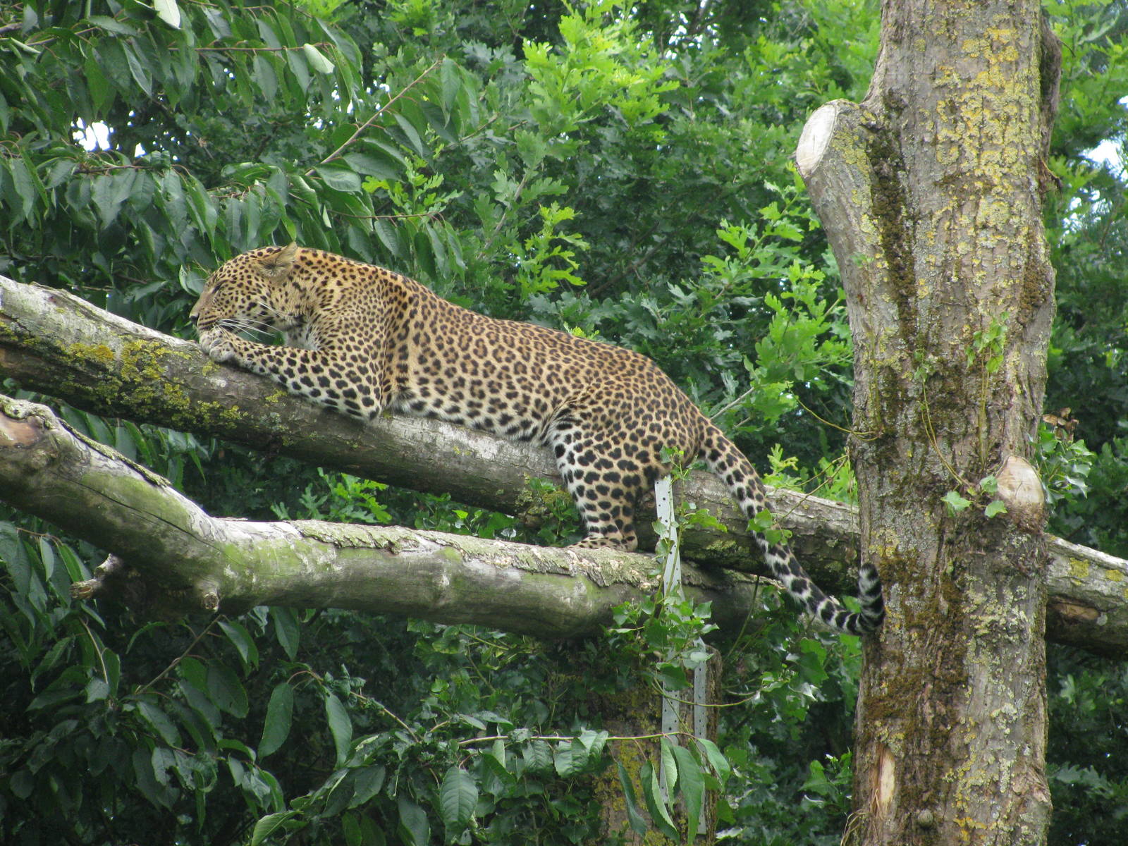Sri Lankan Leopard