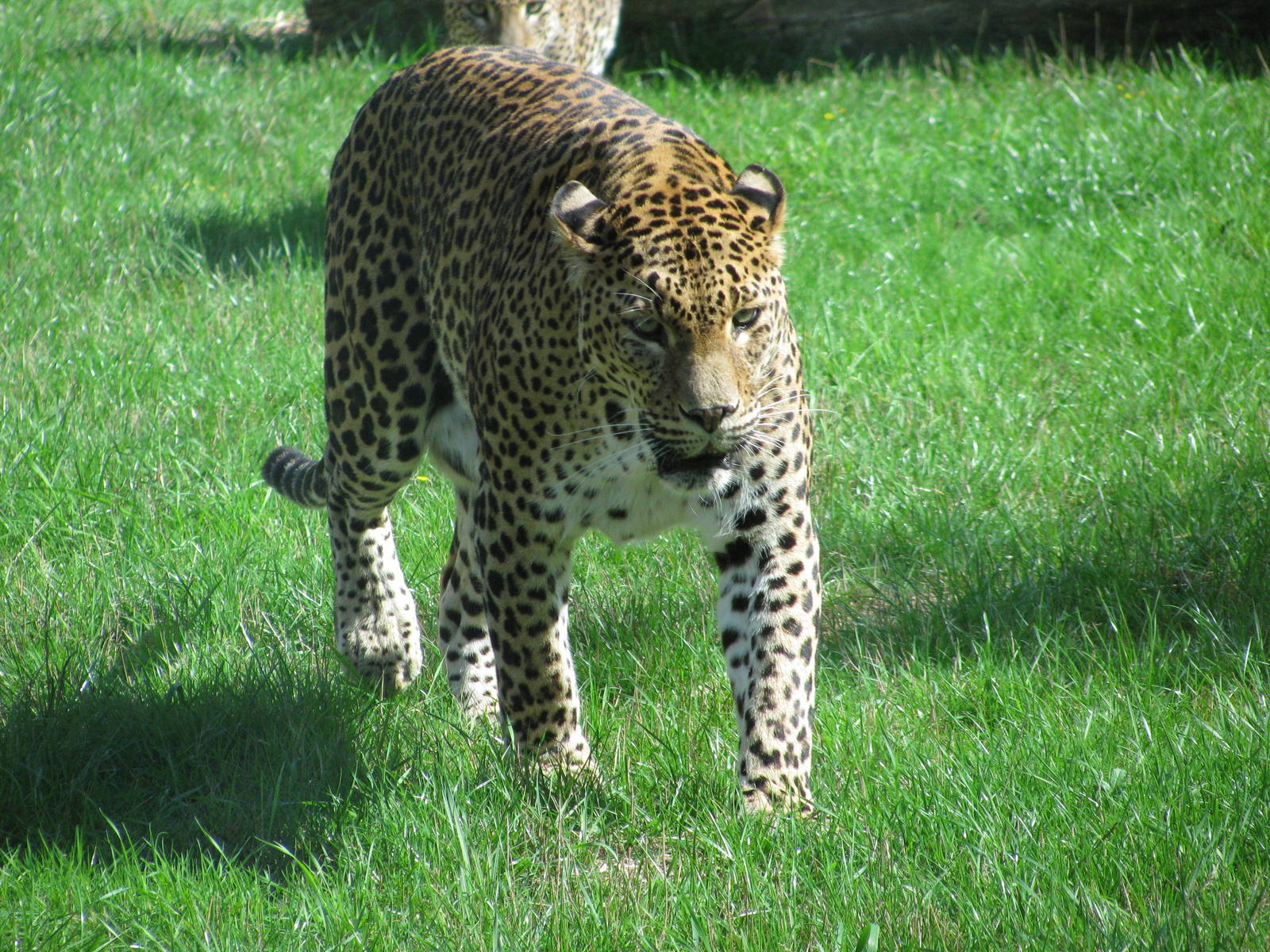 Sri Lankan Leopard