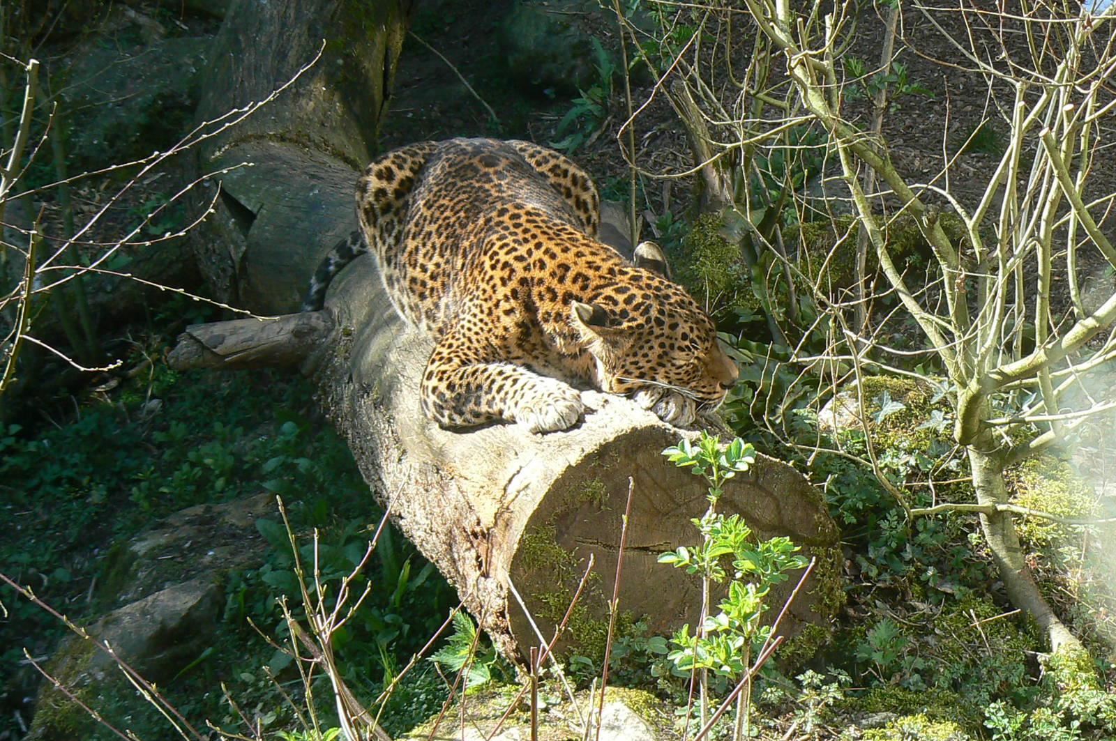 Sri lankan leopard