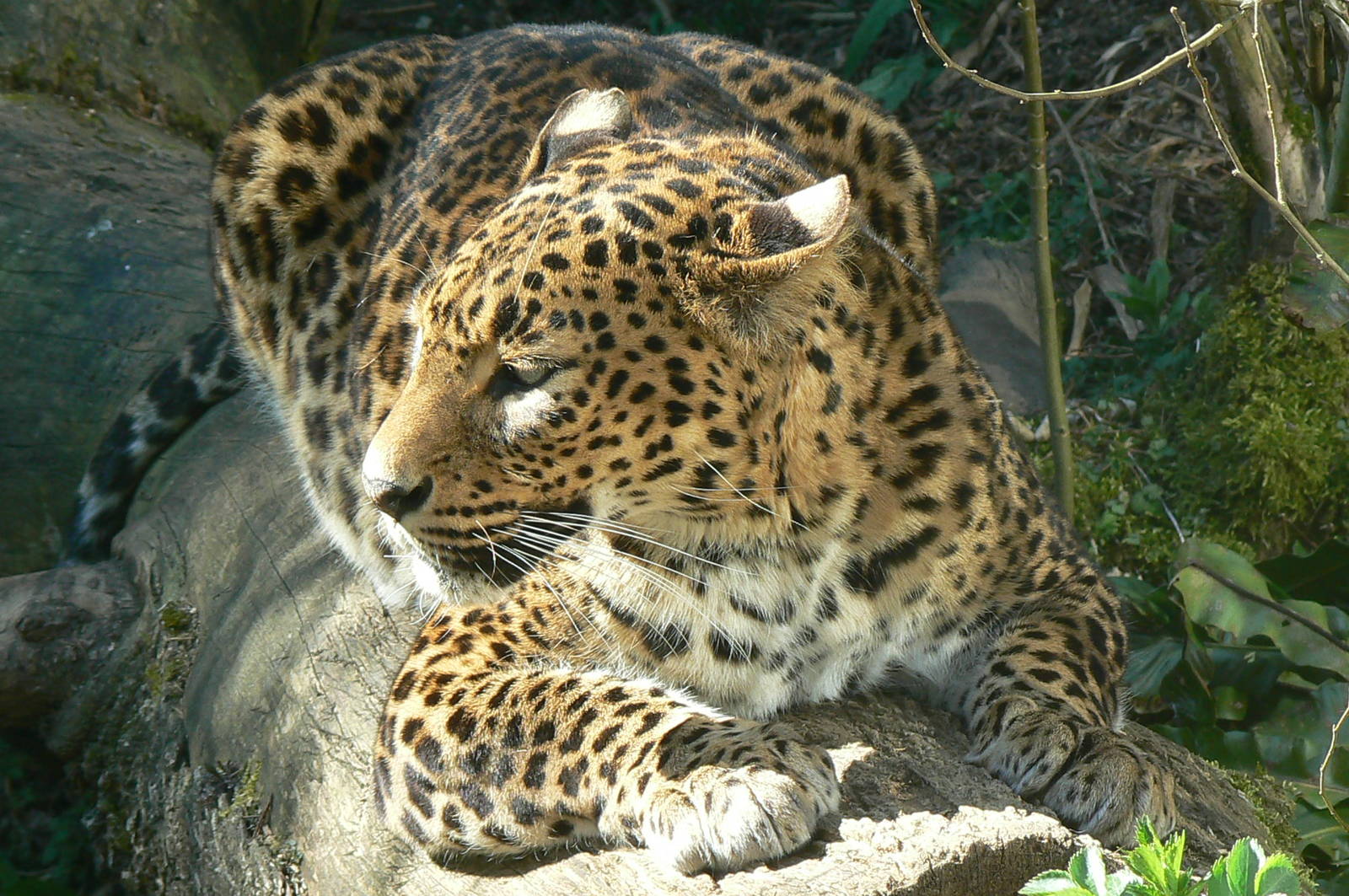 Sri lankan leopard