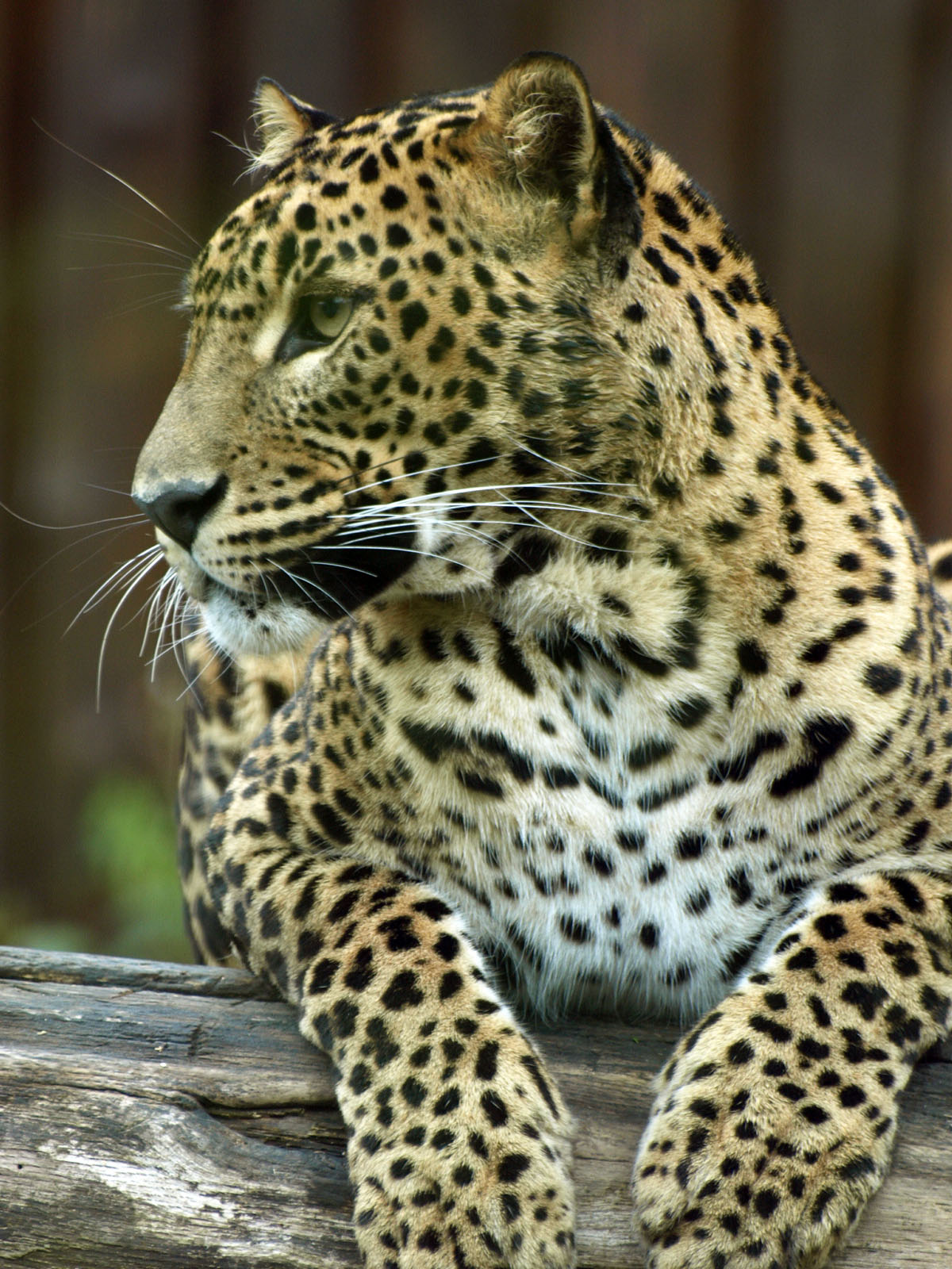 Sri Lankan leopard