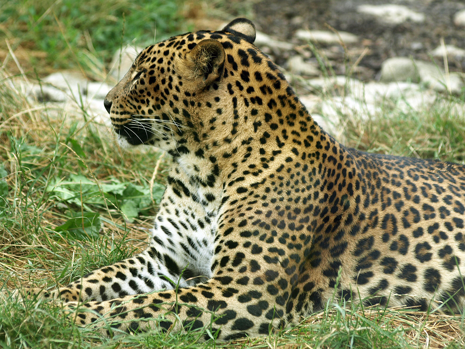 Sri Lankan leopard