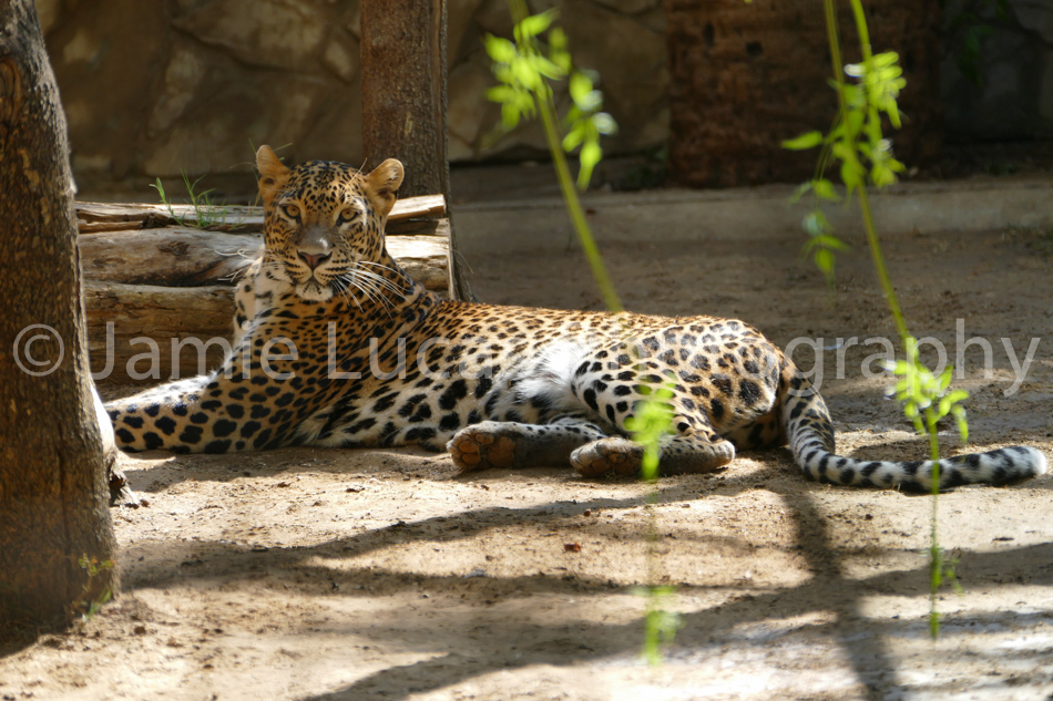 Sri-Lankan Leopard