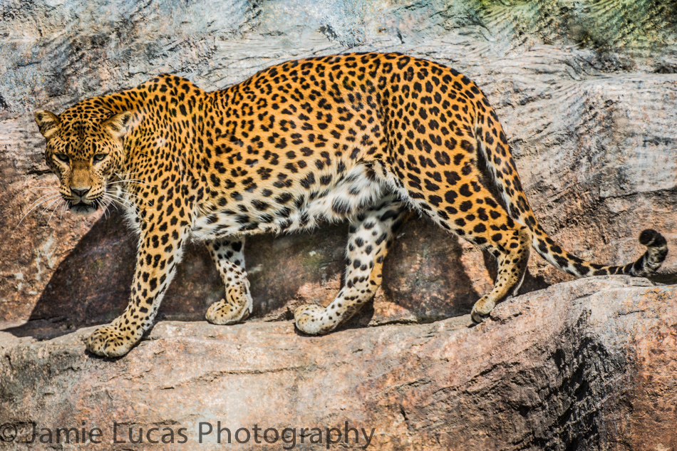 Sri-Lankan Leopard