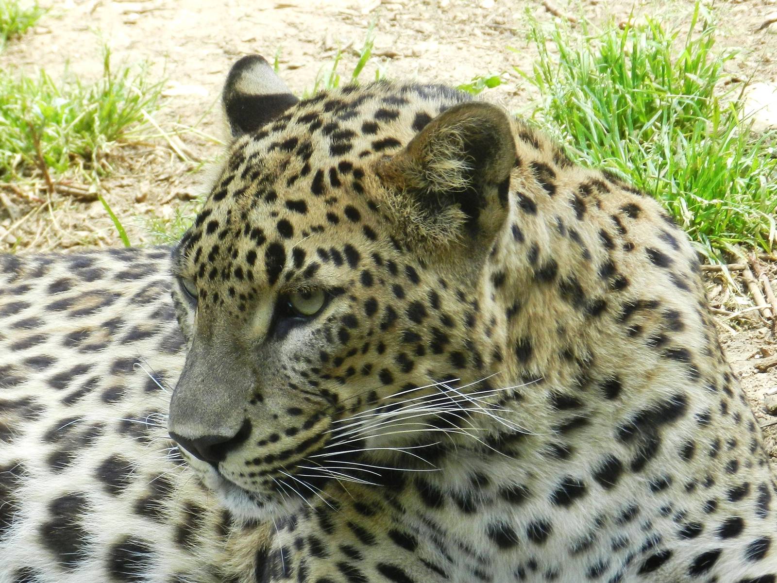 Sri Lankan Leopard