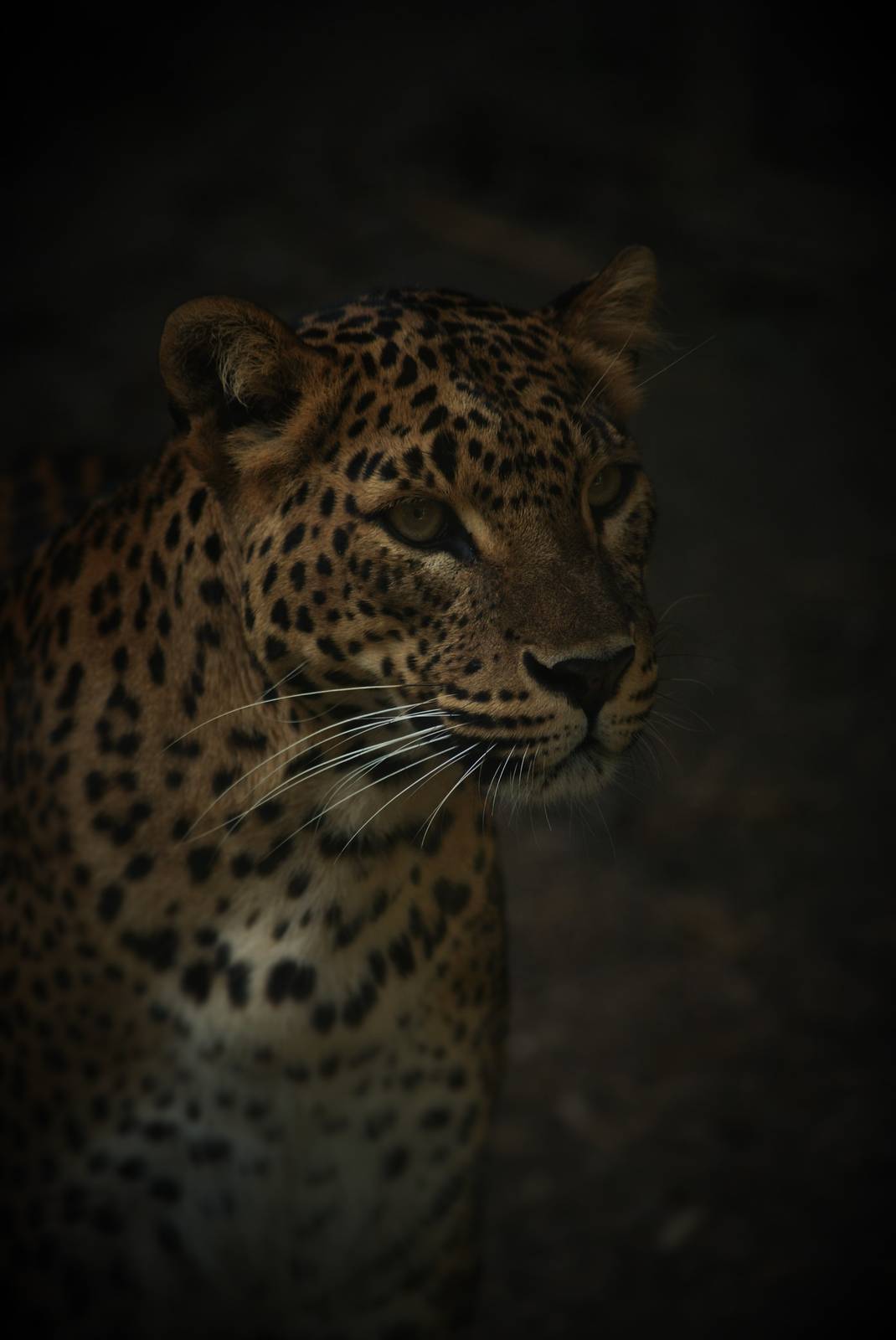 Sri Lankan leopard