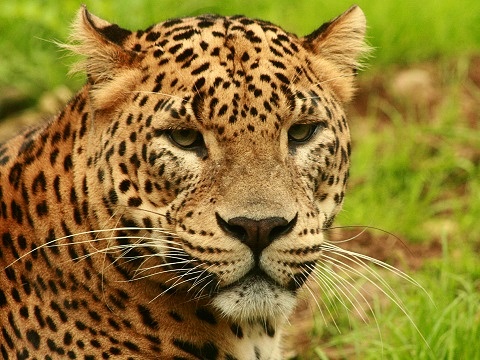 Sri Lankan Leopard