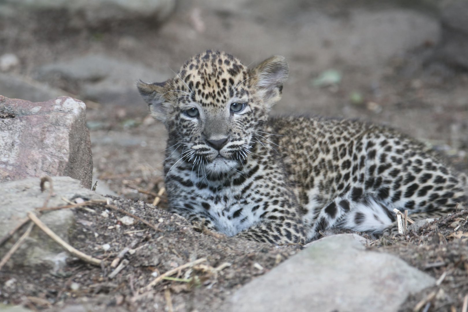Sri Lankan leopard