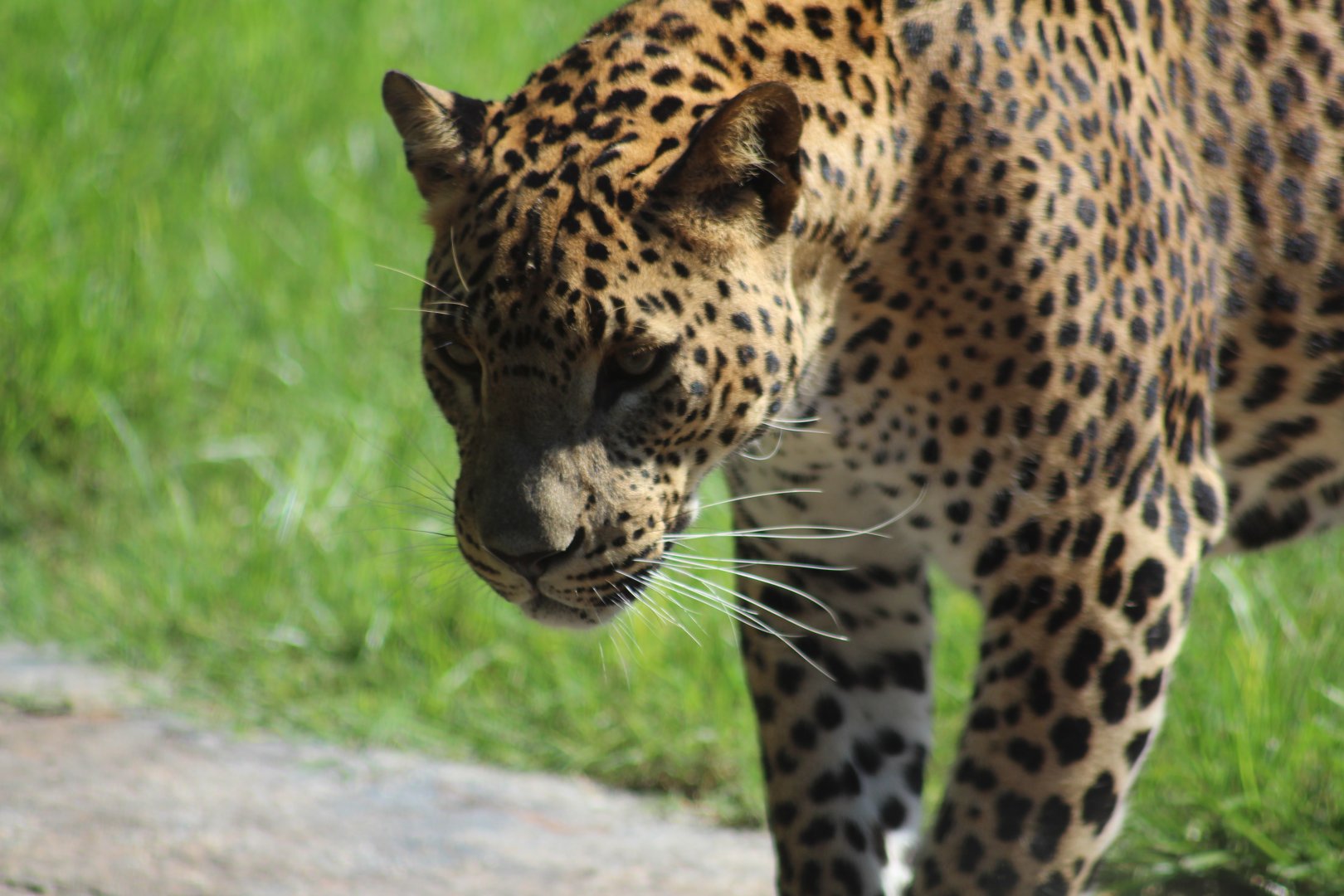 Sri Lankan leopard