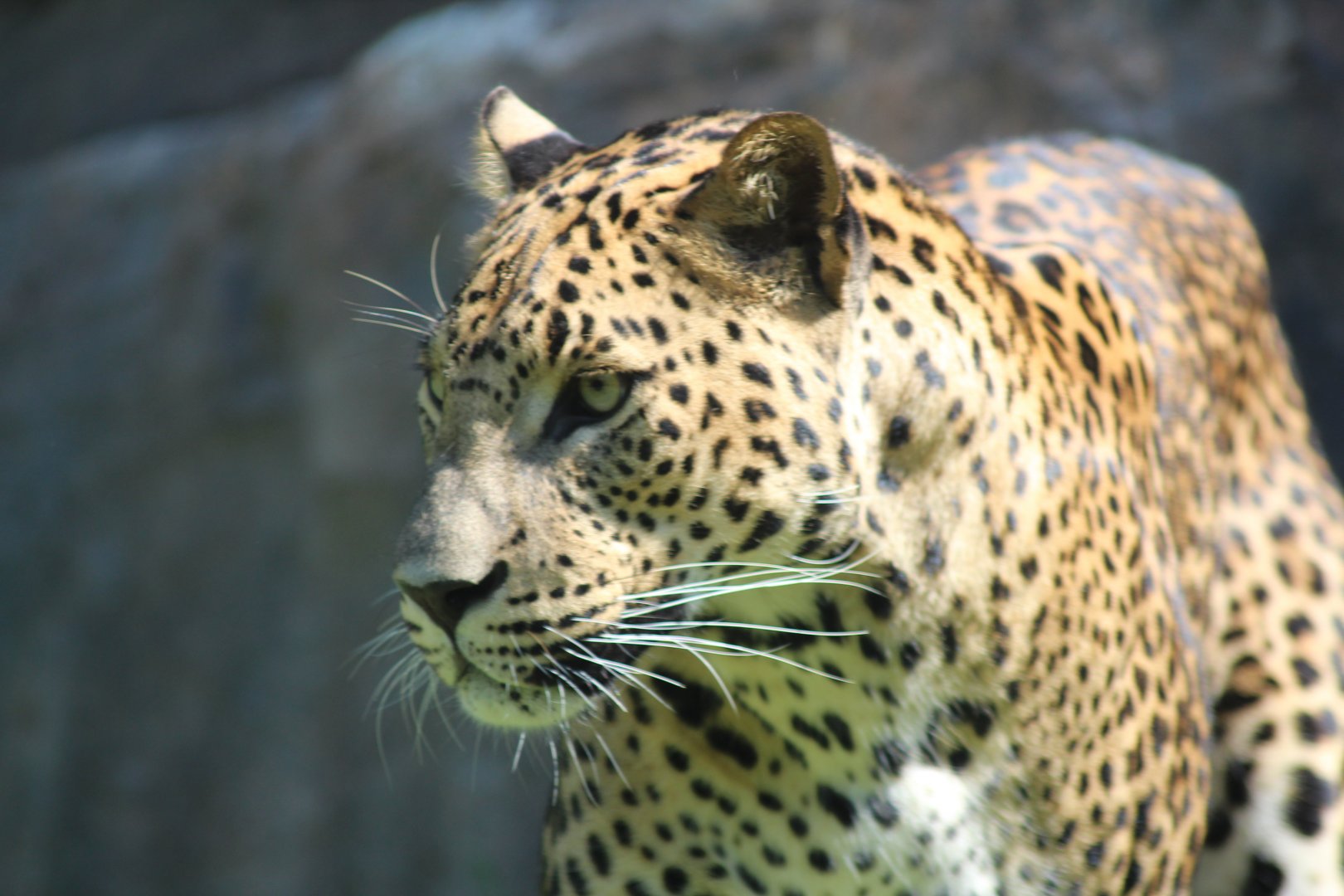 Sri Lankan leopard