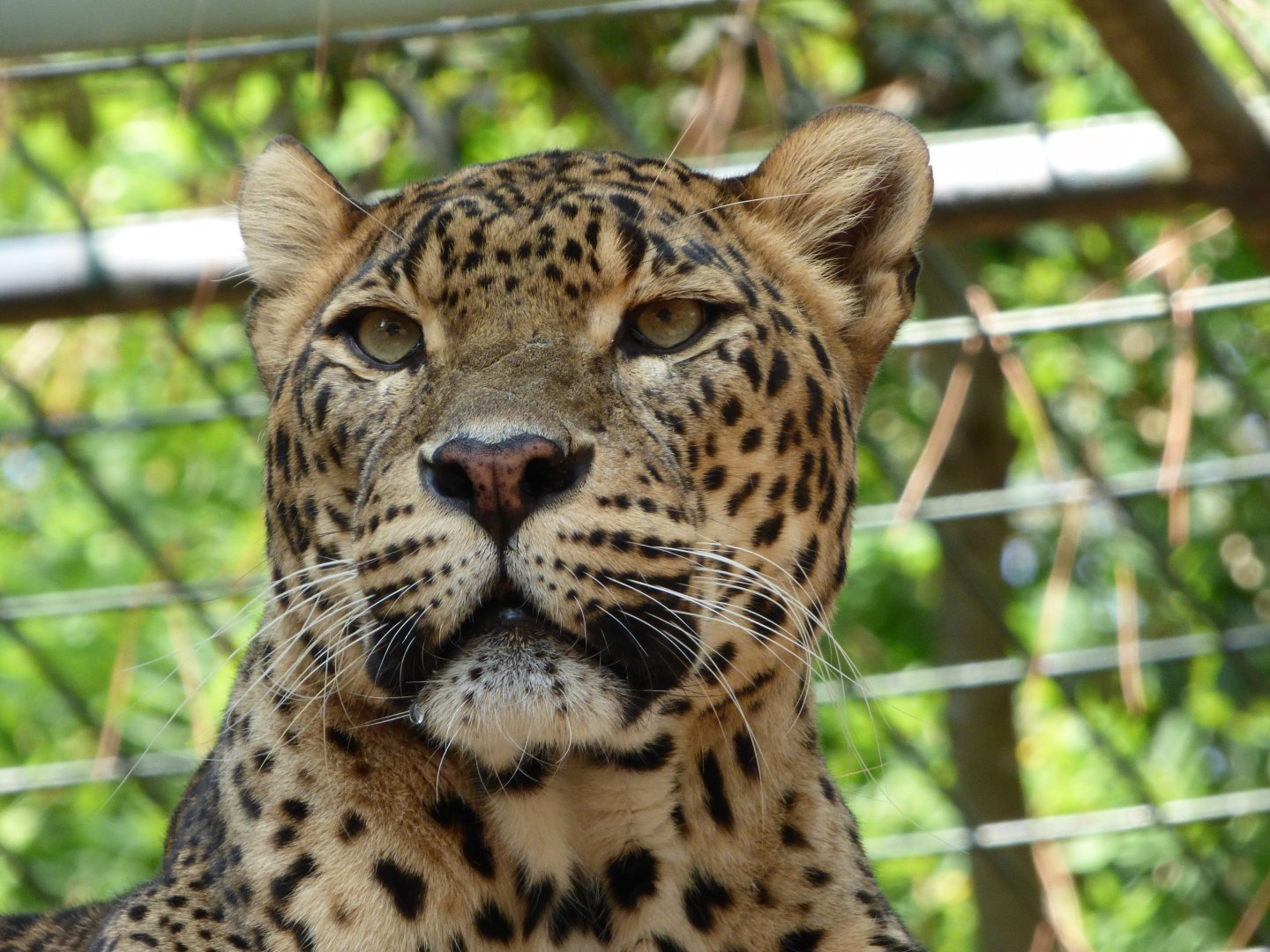 Sri Lankan Leopard