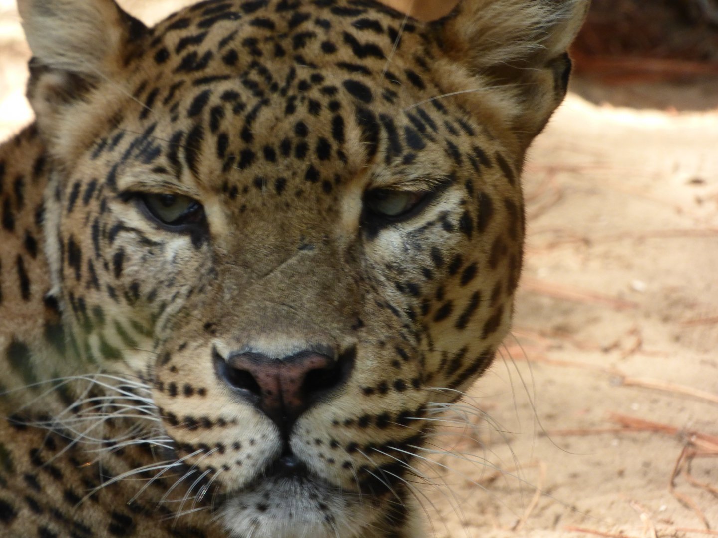 Sri Lankan Leopard