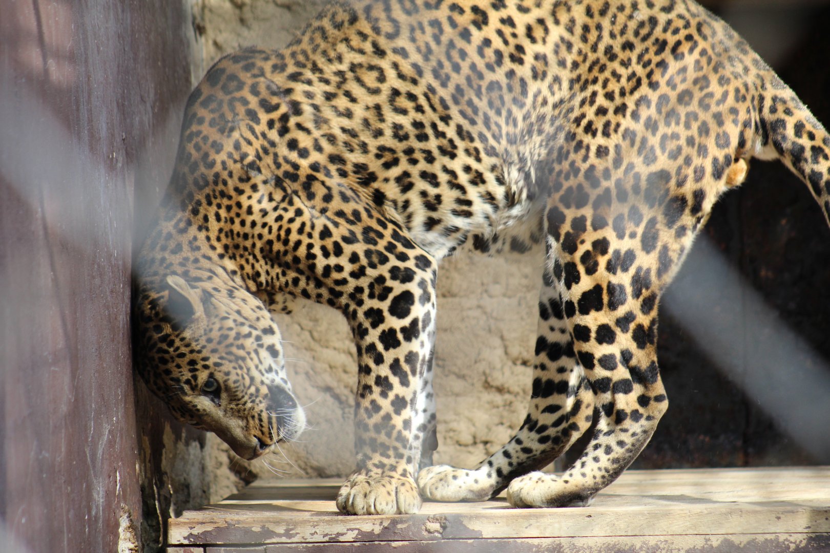 Sri Lankan Leopard