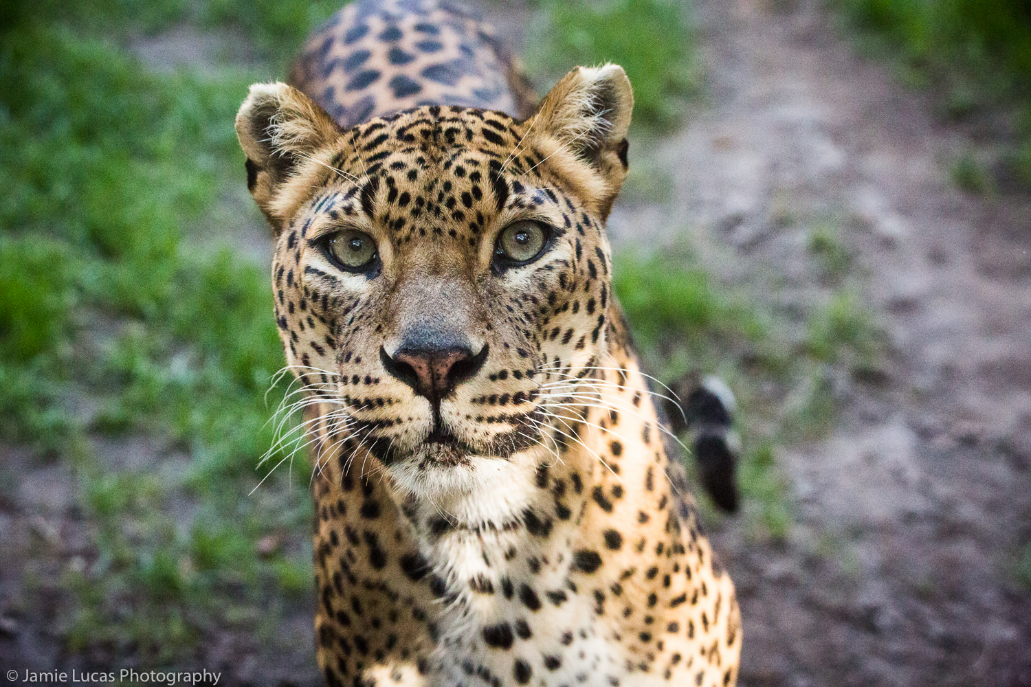 Sri Lankan Leopard