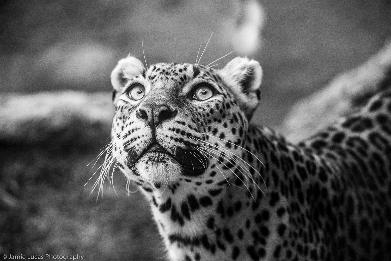 Sri Lankan Leopard