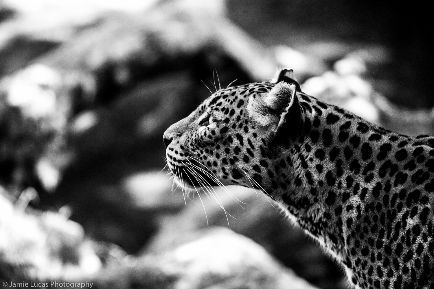 Sri Lankan Leopard