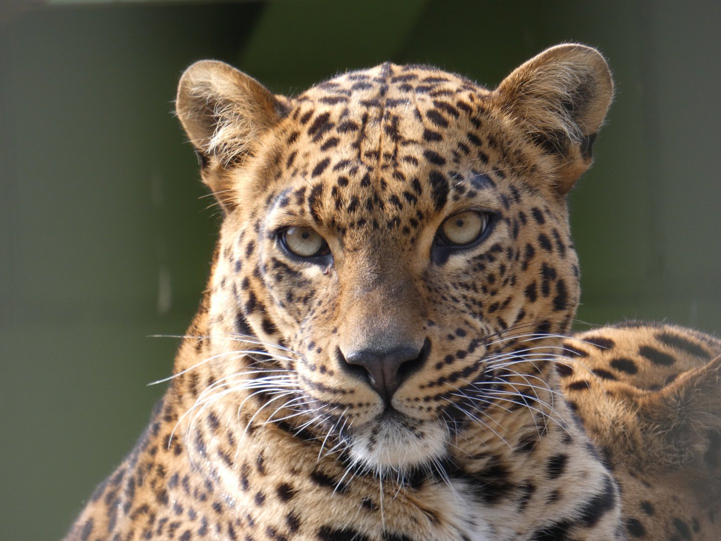 Sri Lankan Leopard