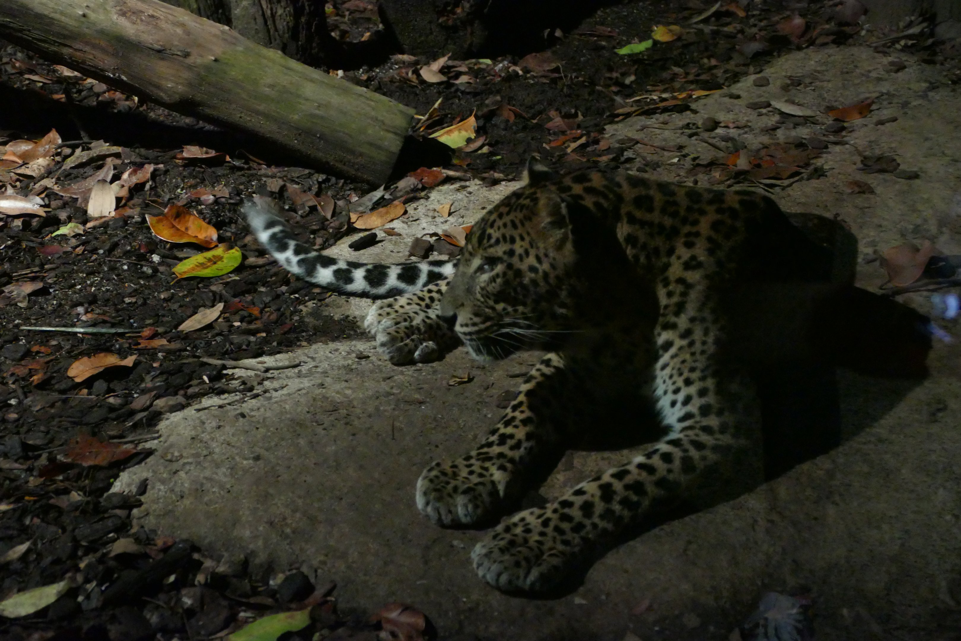 Sri Lankan Leopard