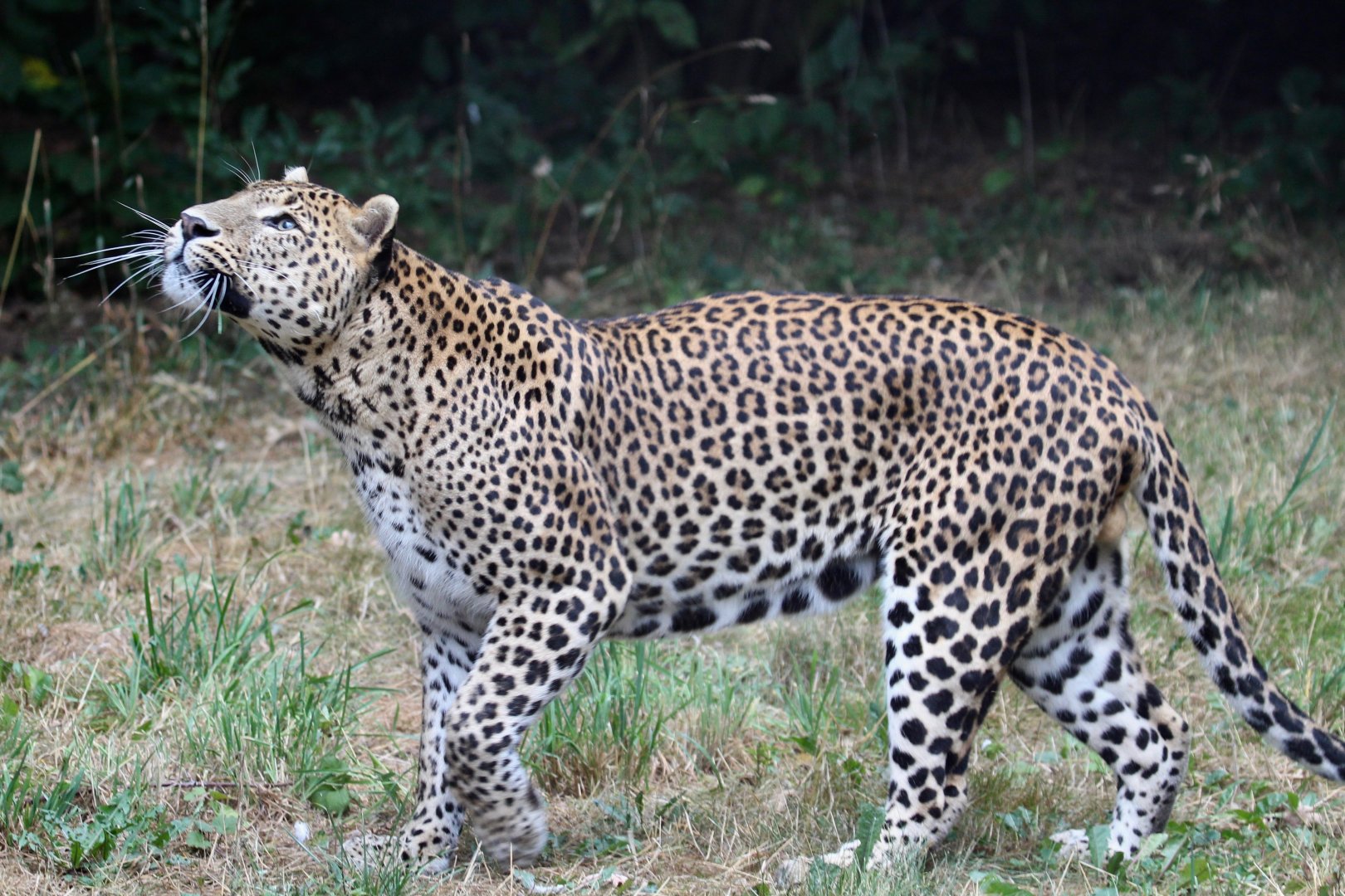 Sri Lankan Leopard