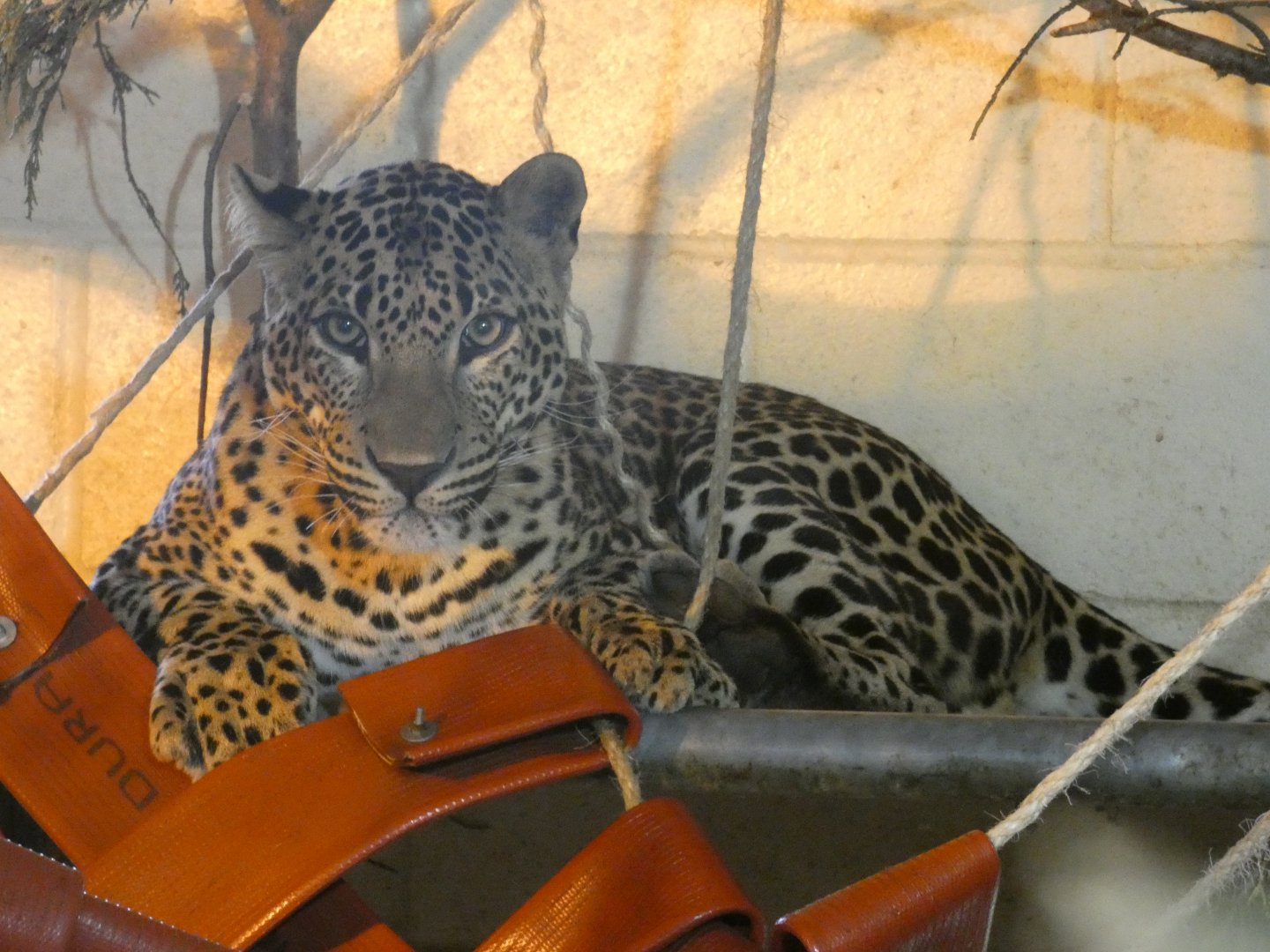 Sri Lankan leopard