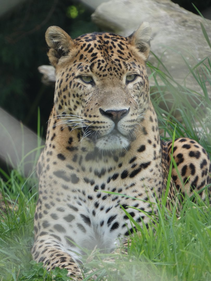 Sri Lankan leopard