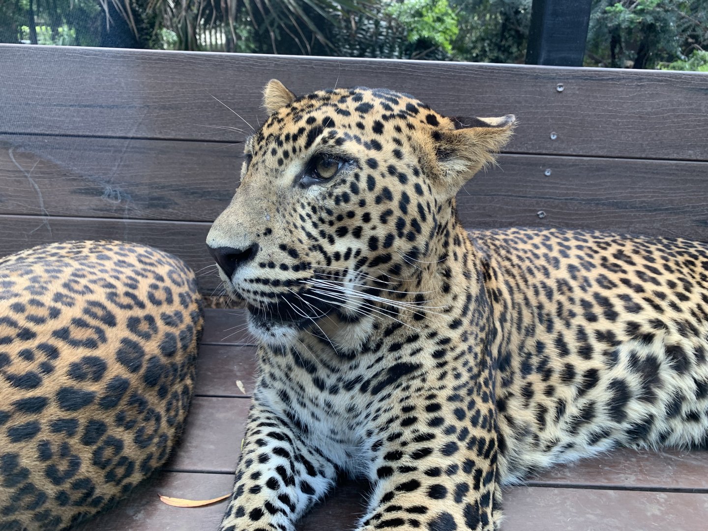 Sri Lankan Leopard