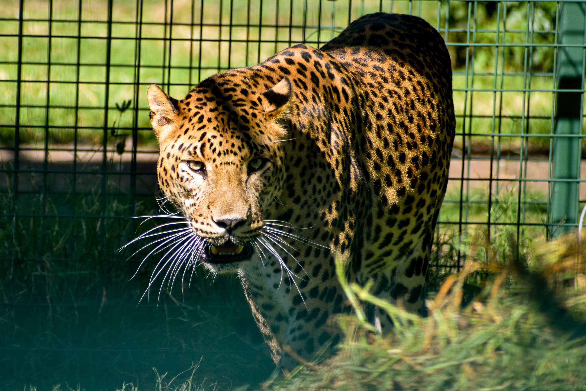 Sri Lankan Leopard