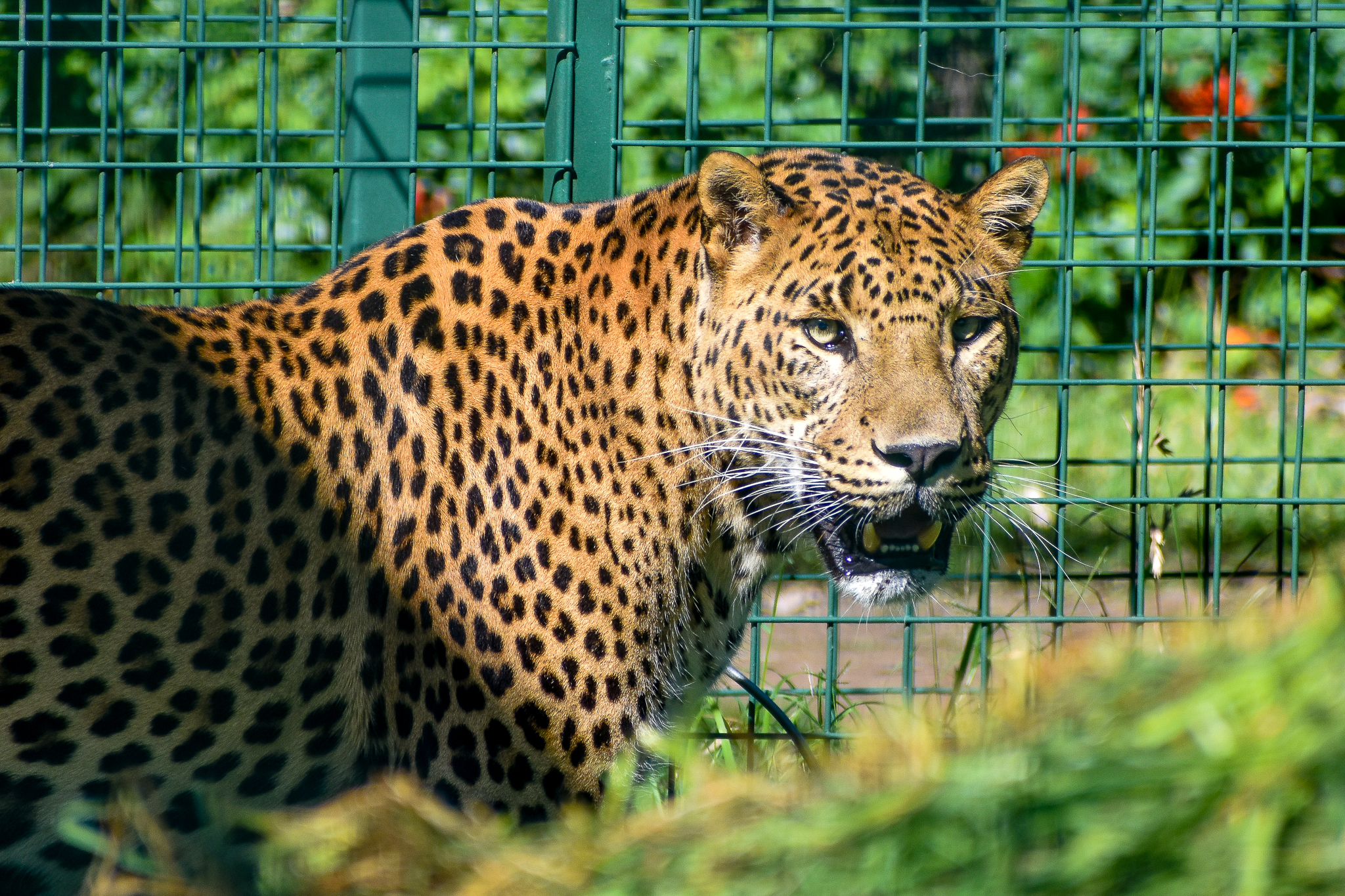 Sri Lankan Leopard