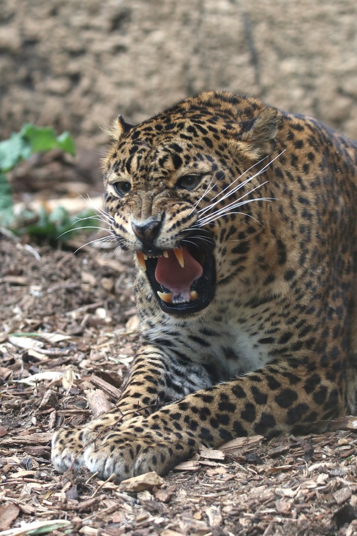 Sri Lankan leopard