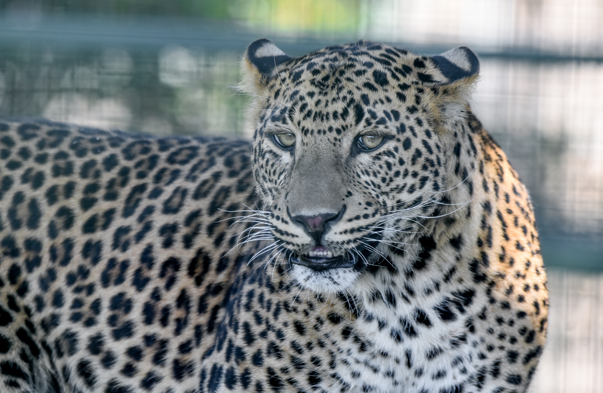 Sri Lankan Leopard