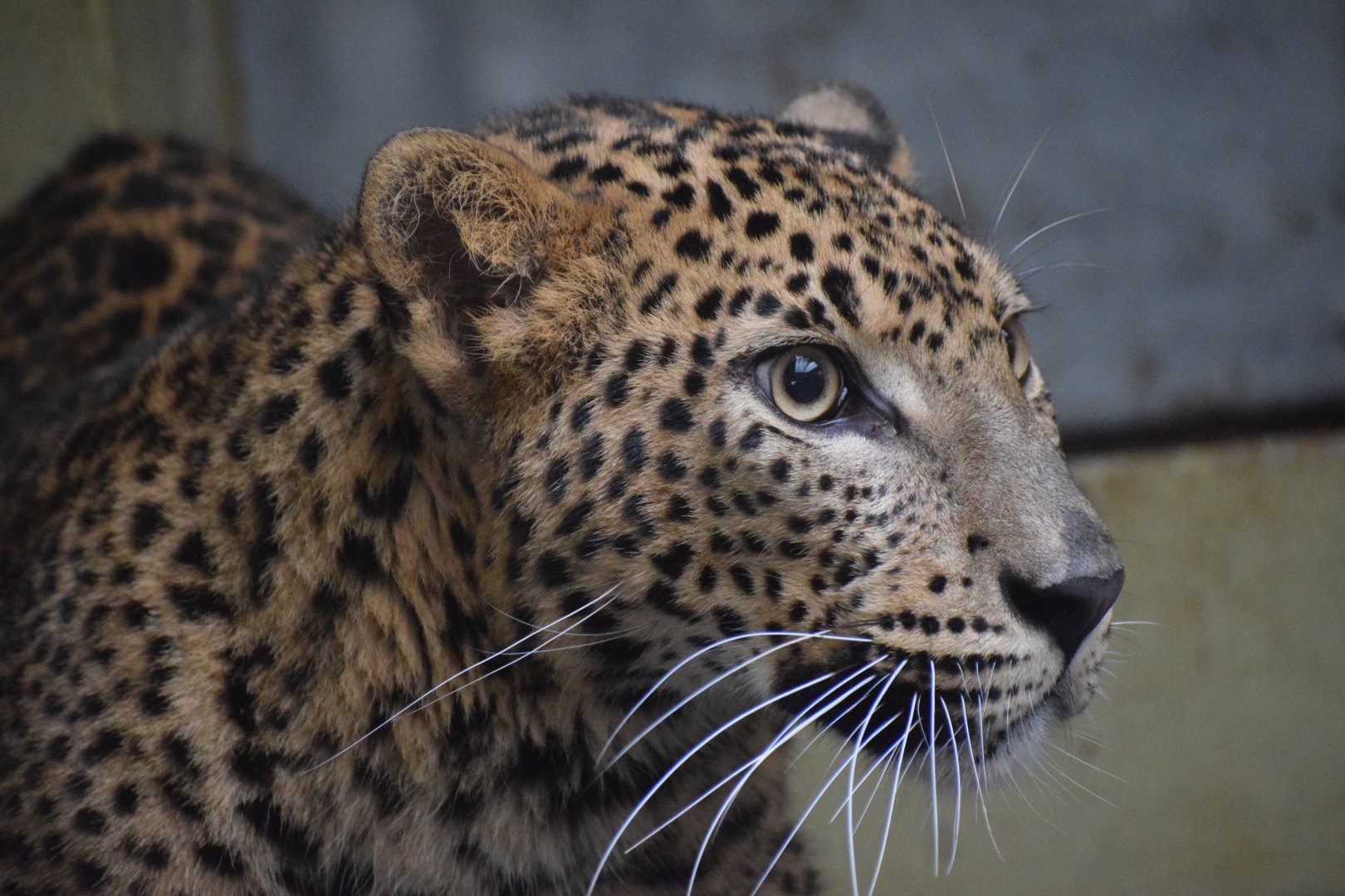 Sri Lankan leopard
