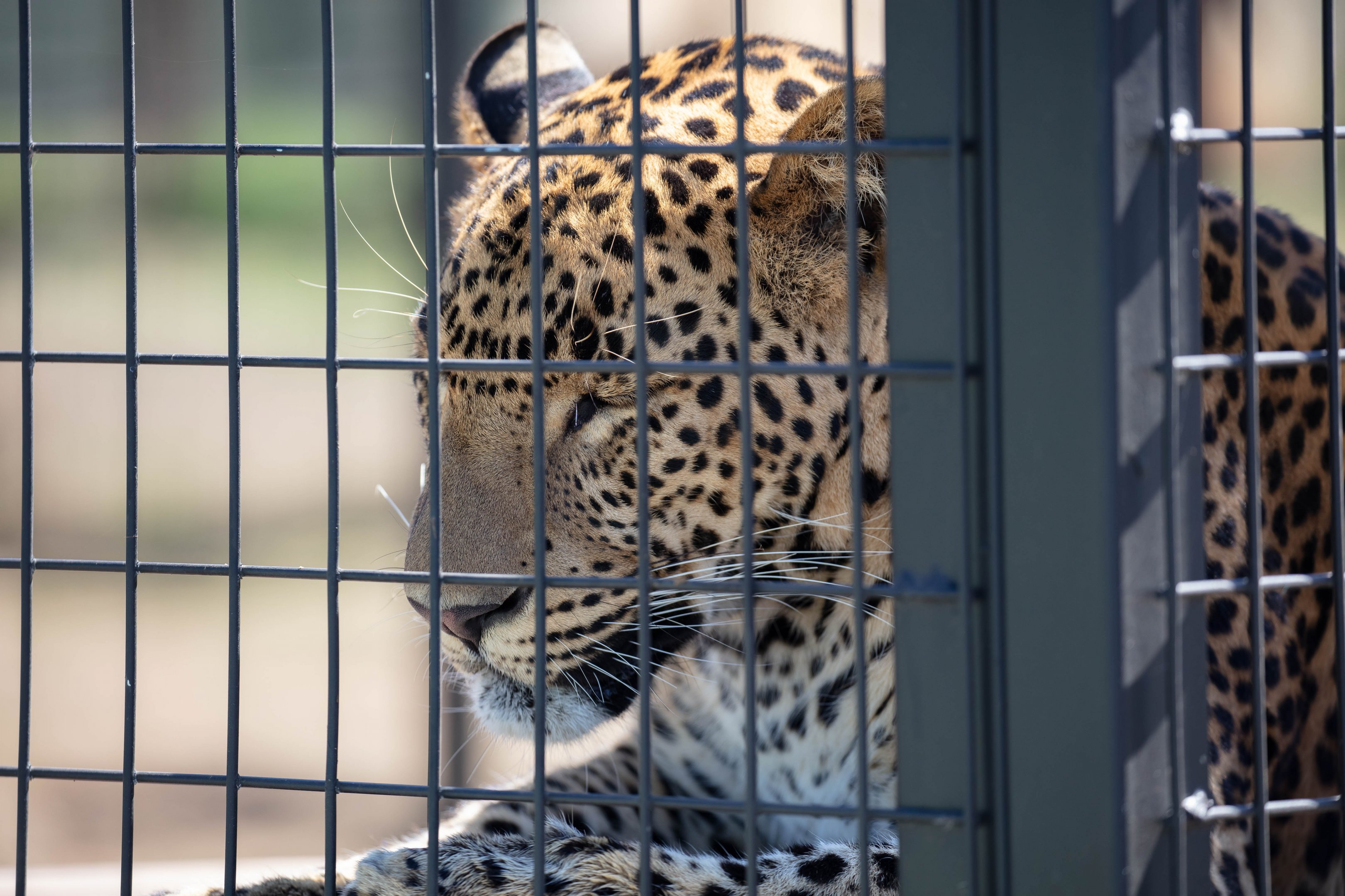 Sri Lankan Leopard