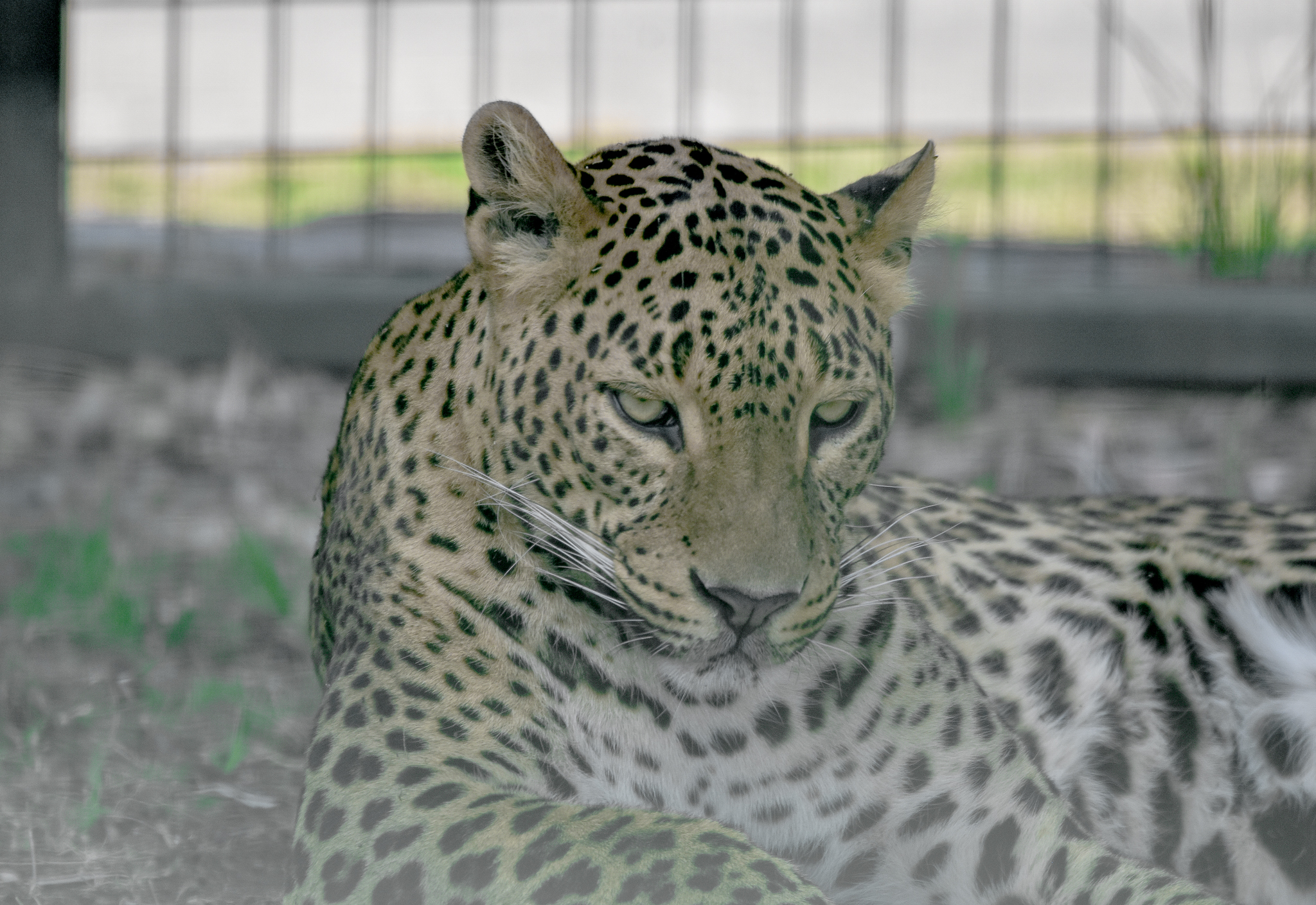 Sri Lankan Leopard