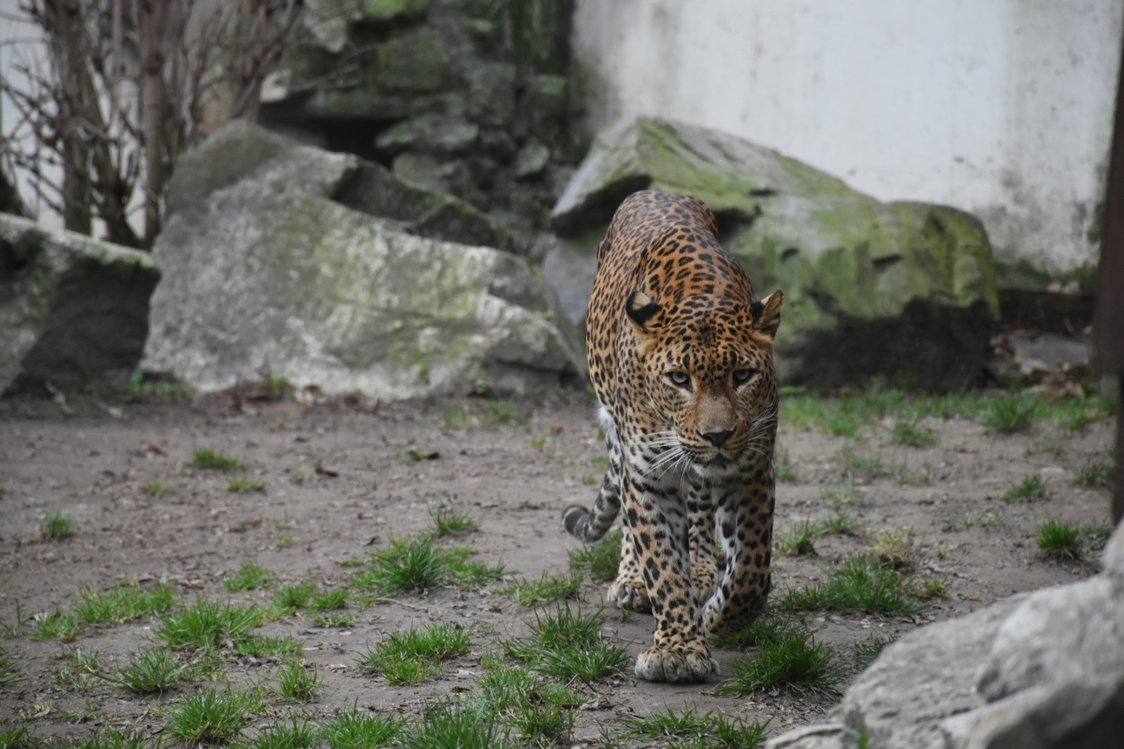 Sri Lankan leopard