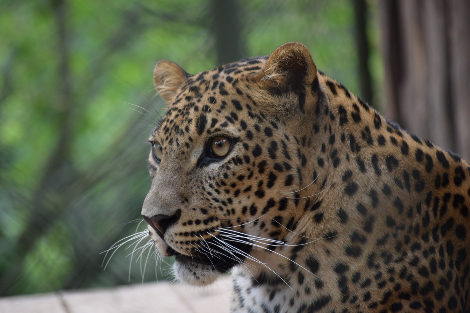 Sri Lankan leopard