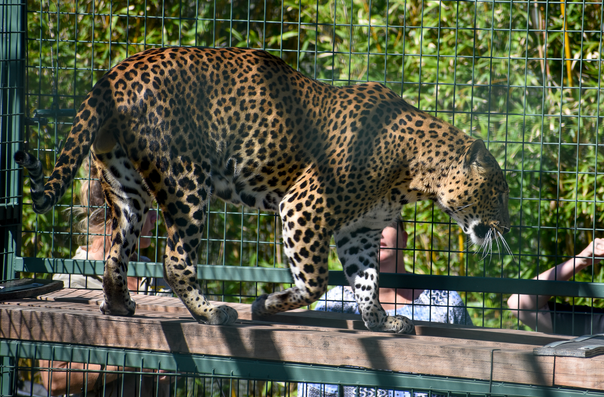 Sri Lankan Leopard