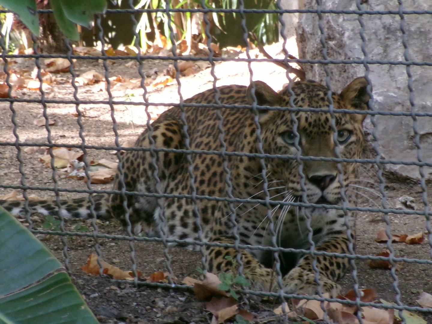 Sri Lankan leopard