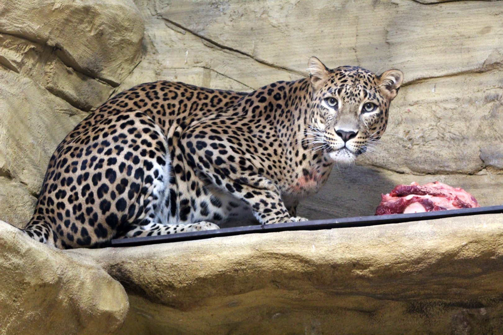Sri Lankan Leopard