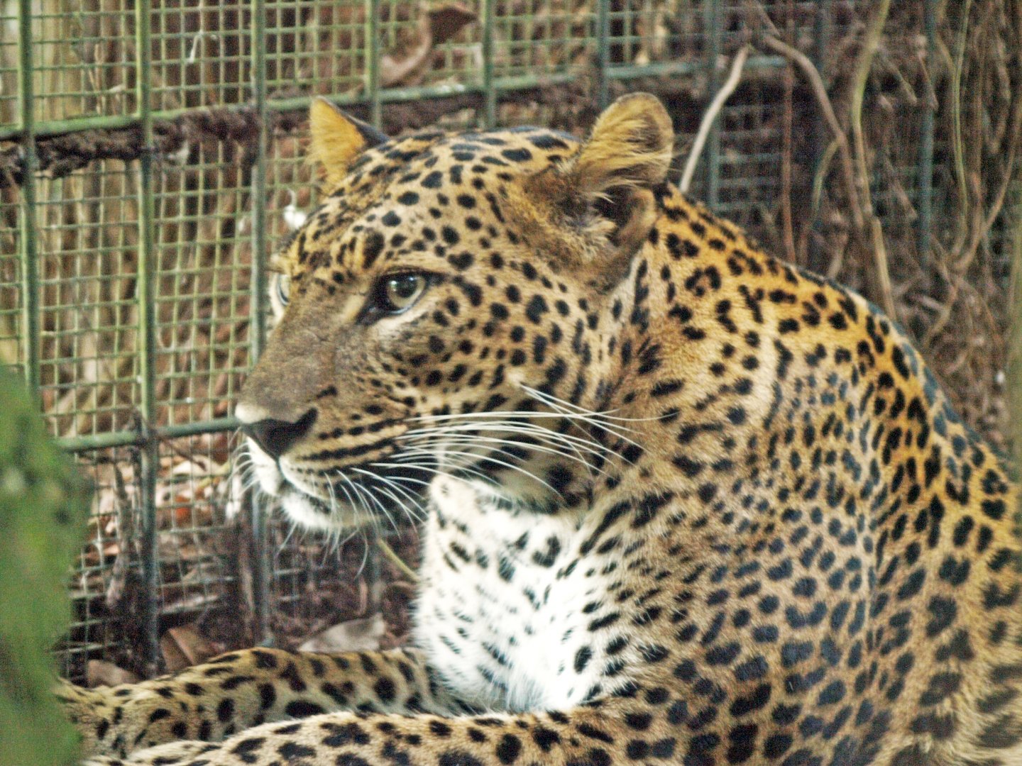 Sri Lankan leopard