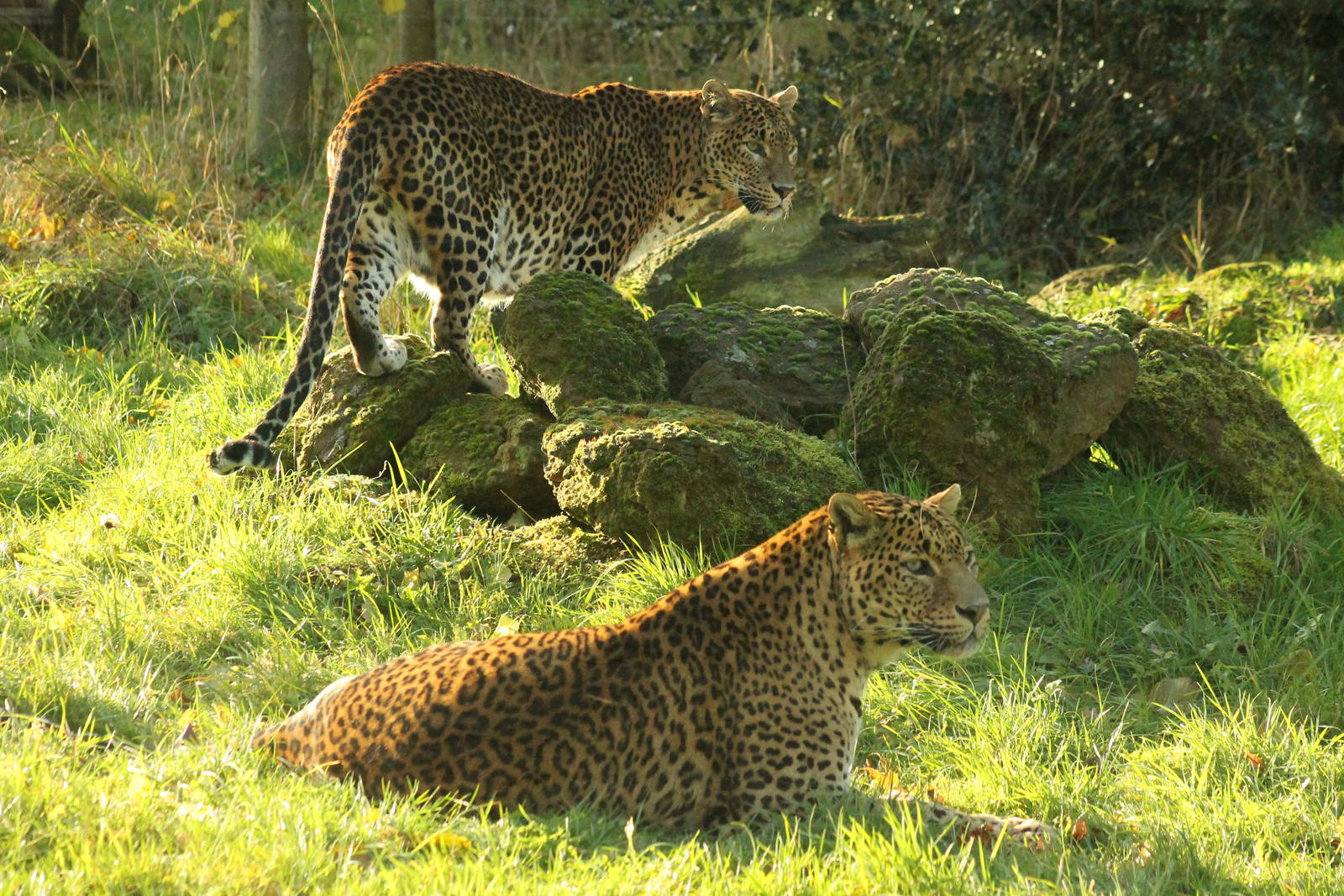 Sri Lankan Leopards - 6th Dec 2013