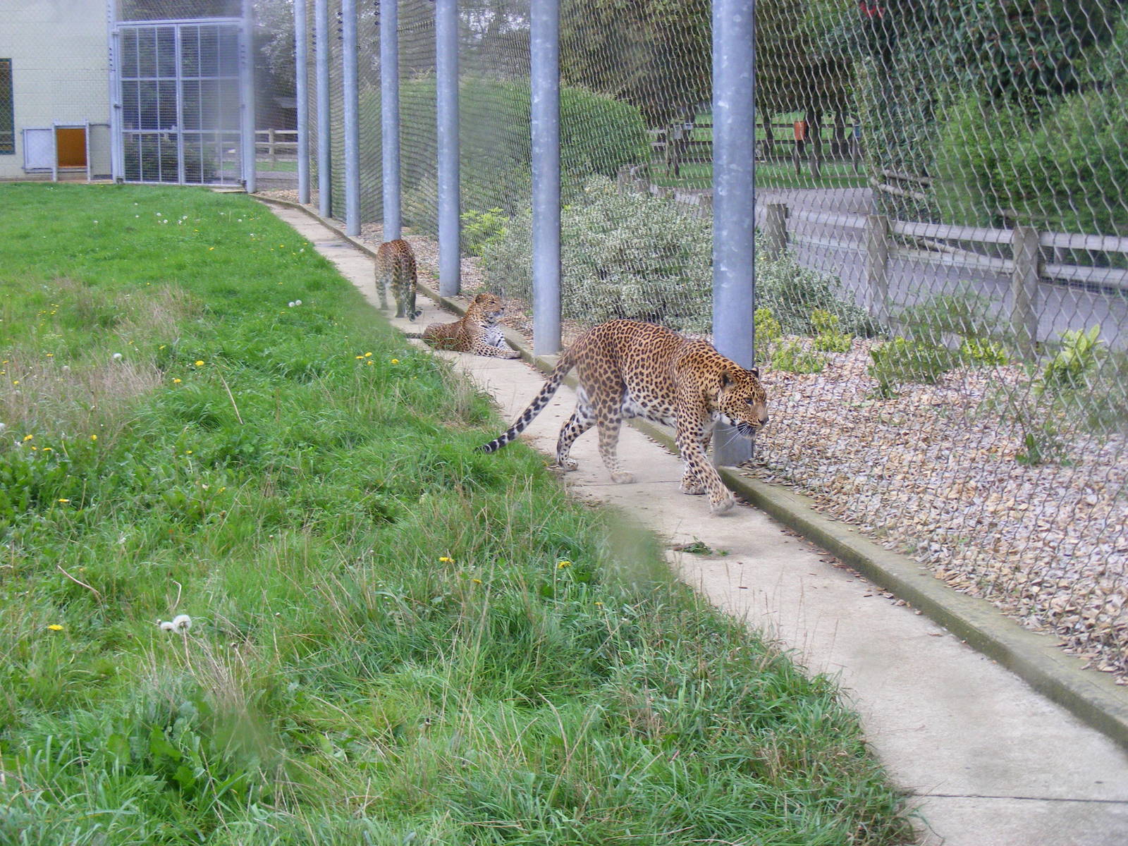 Sri Lankan leopards at Banham Zoo, 14 September 2010