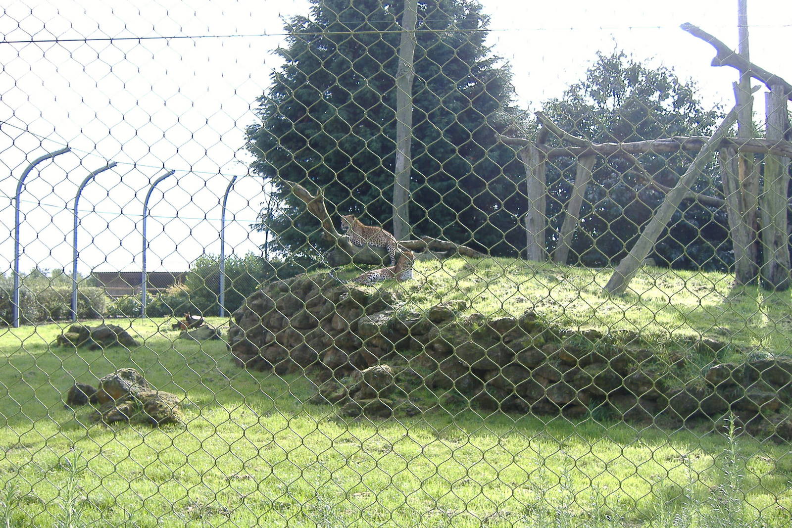 Sri Lankan Leopards at Banham Zoo, 7 September 2008