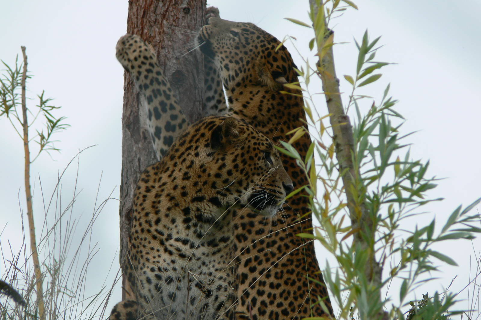 Sri Lankan Leopards at South Lakes, 11/10/14