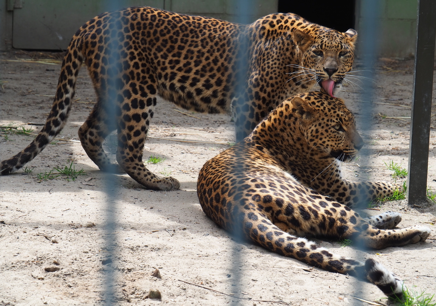 Sri-Lankan leopards (Panthera pardus kotiya), 2019-05-25
