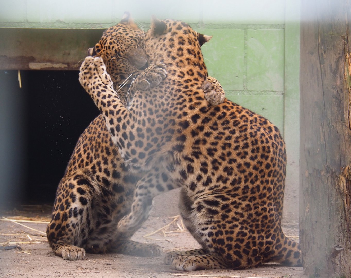 Sri Lankan leopards (Panthera pardus kotiya) fighting, 2019-05-25