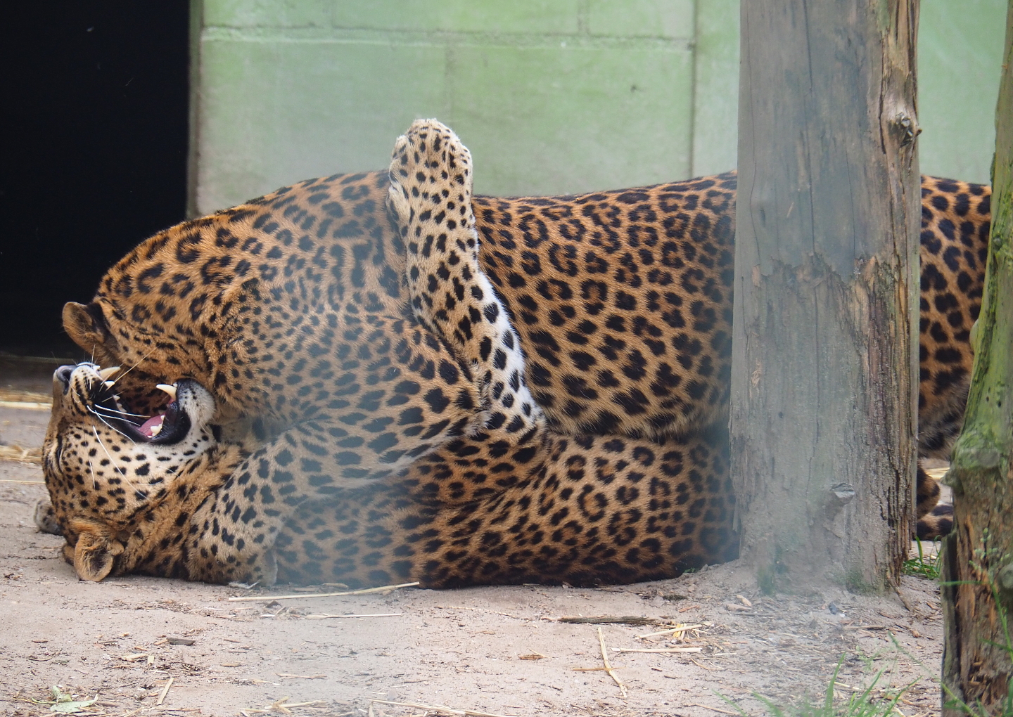 Sri Lankan leopards (Panthera pardus kotiya) fighting, 2019-05-25