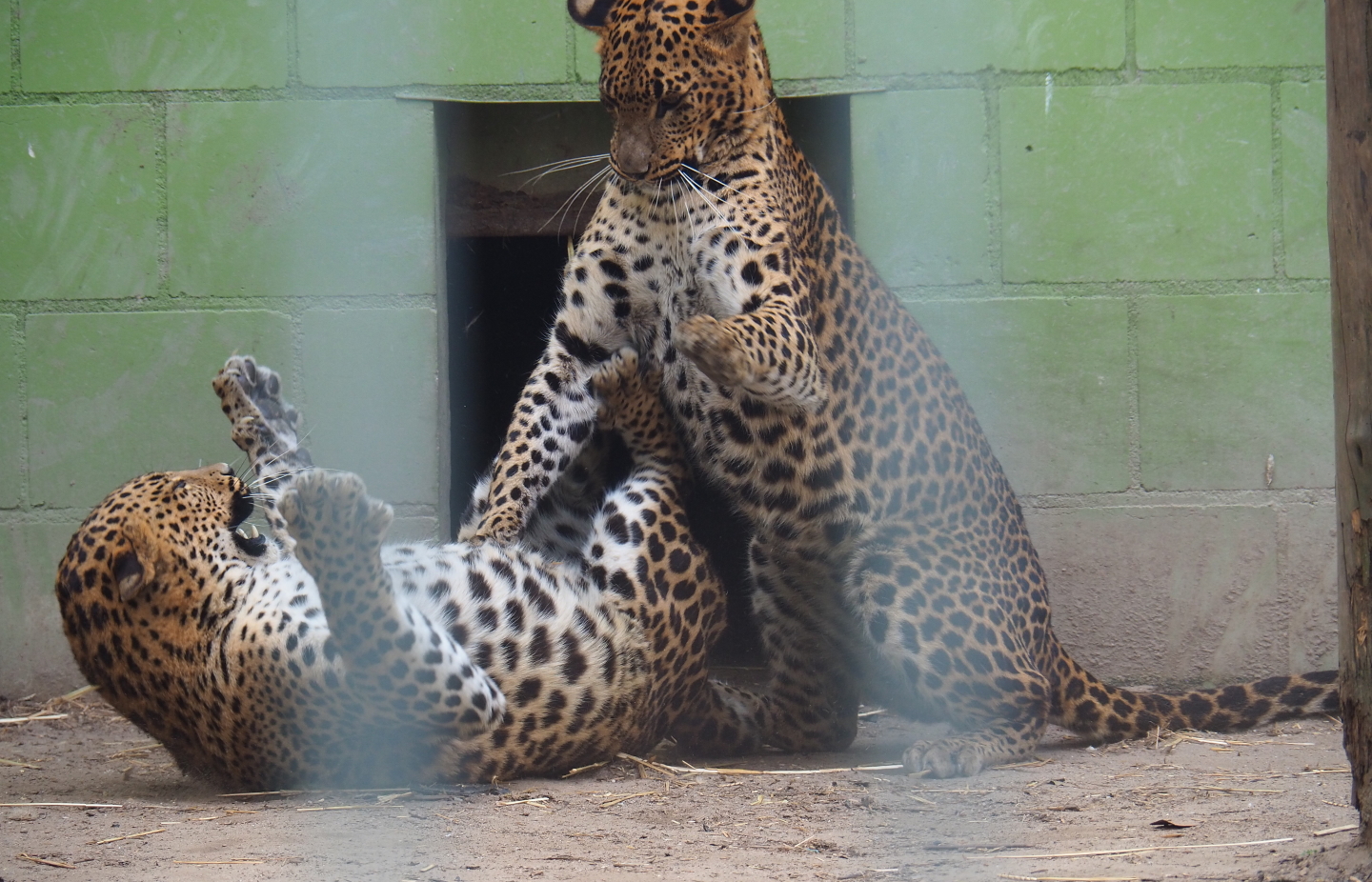 Sri Lankan leopards (Panthera pardus kotiya) fighting, 2019-05-25