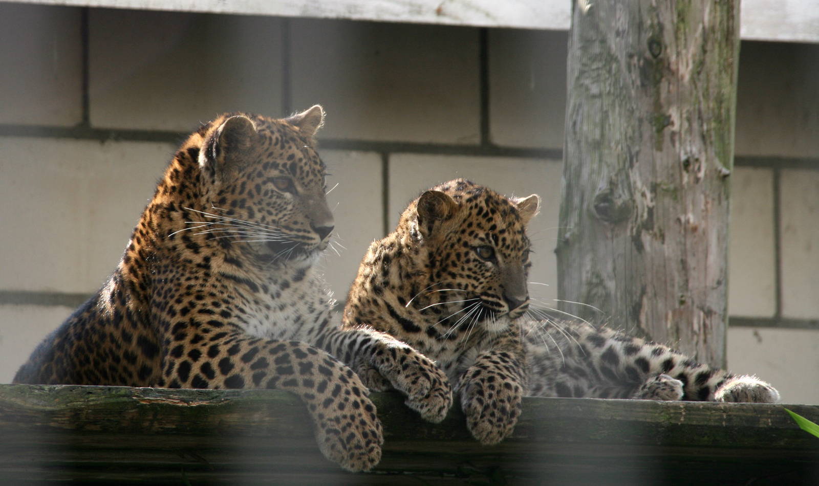 Sri Lankan leopards