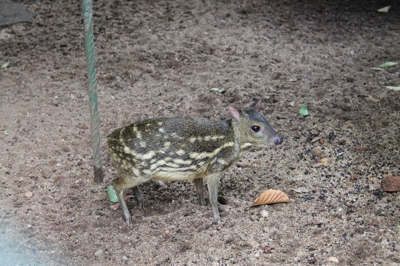 Sri Lankan Mouse Deer (Moschiola meminna)
