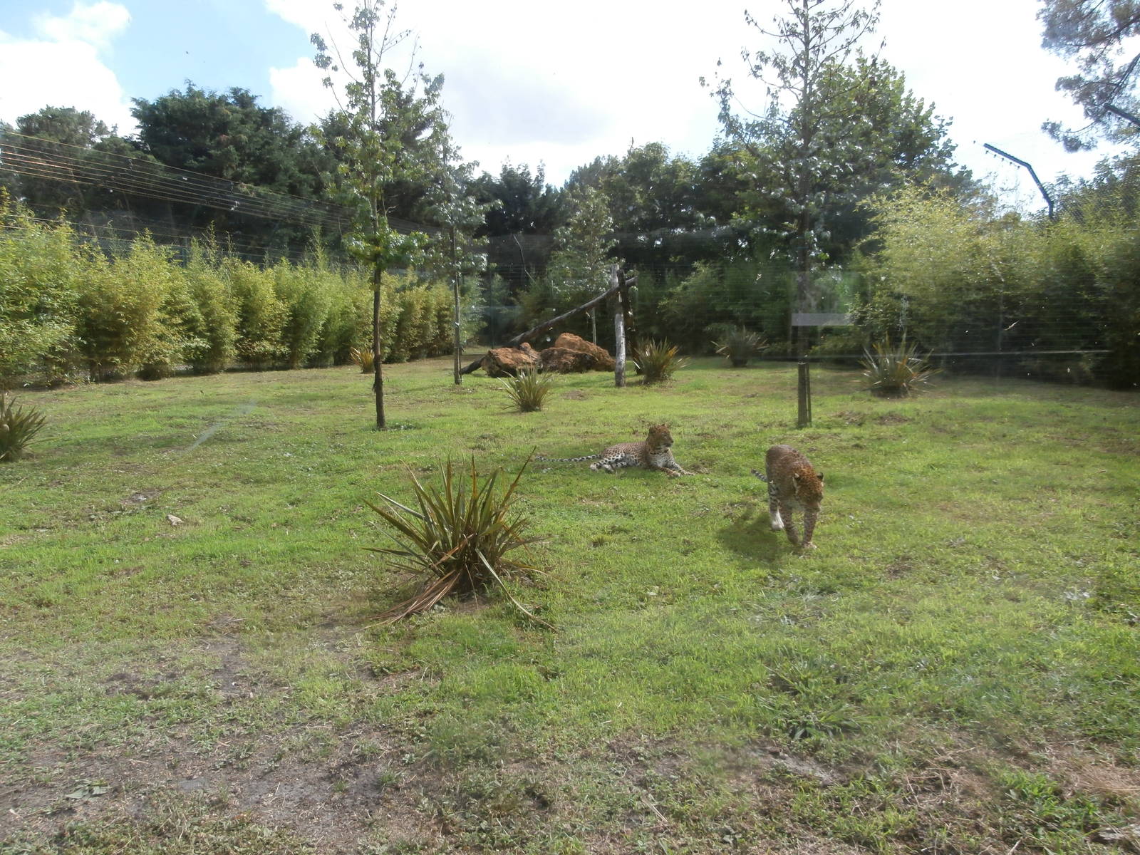 Sri Lankan panther enclosure